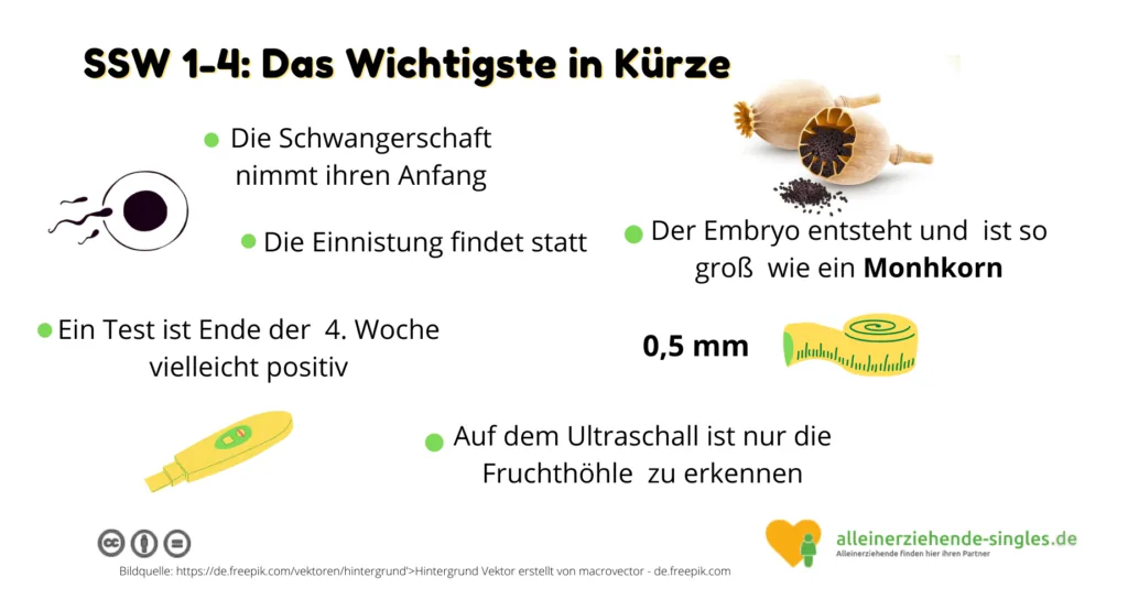 Sschwangerschaftswochen 1-4