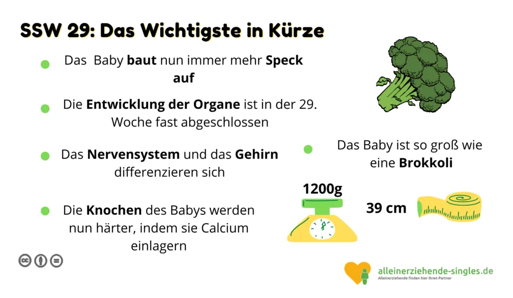 Schwangerschaftswoche 29