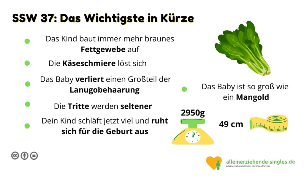 Schwangerschaftswoche 37