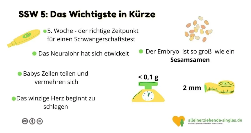 schwangerschaftswoche 5