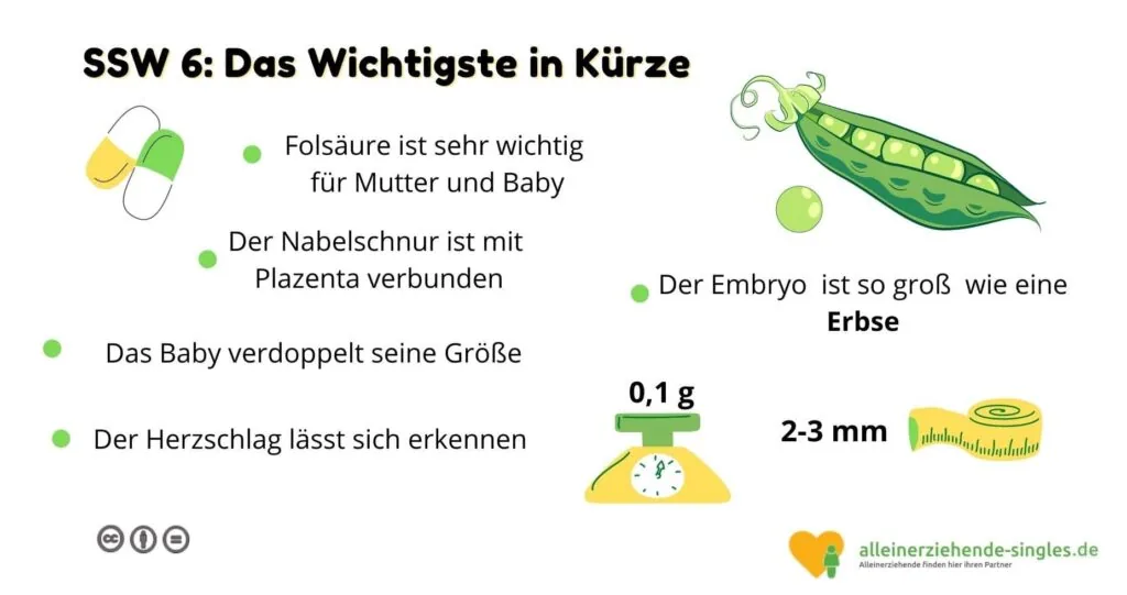 Schwangerschaftswoche 6
