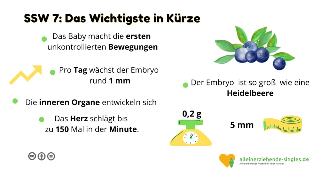 Schwangershaftswoche 7
