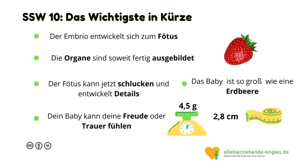 Schwangerschaftswoche 10