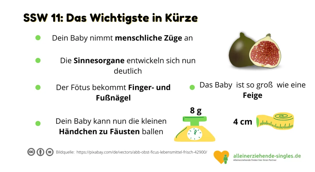 Schwangerschaftswoche 11