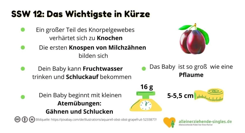 Schwangerschaftswoche 12