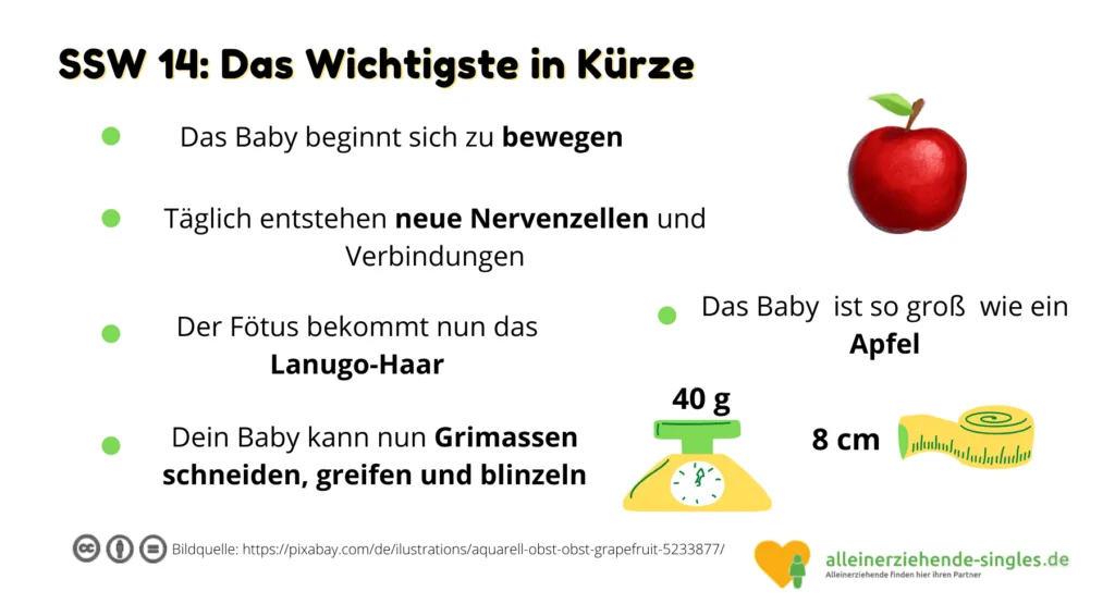 Schwangerschaftswoche 14