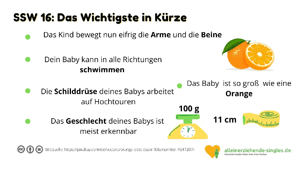 Schwangerschaftswoche 16 SSW 16