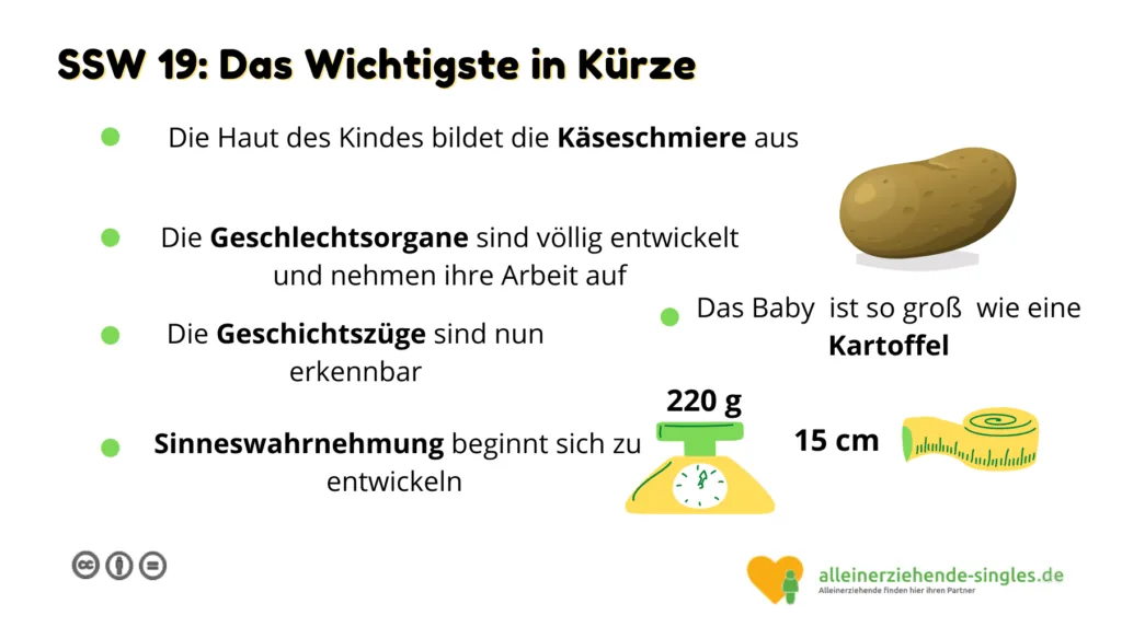 Schwangerschaftswoche 19