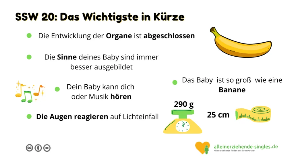 Schwangerschaftswoche 20